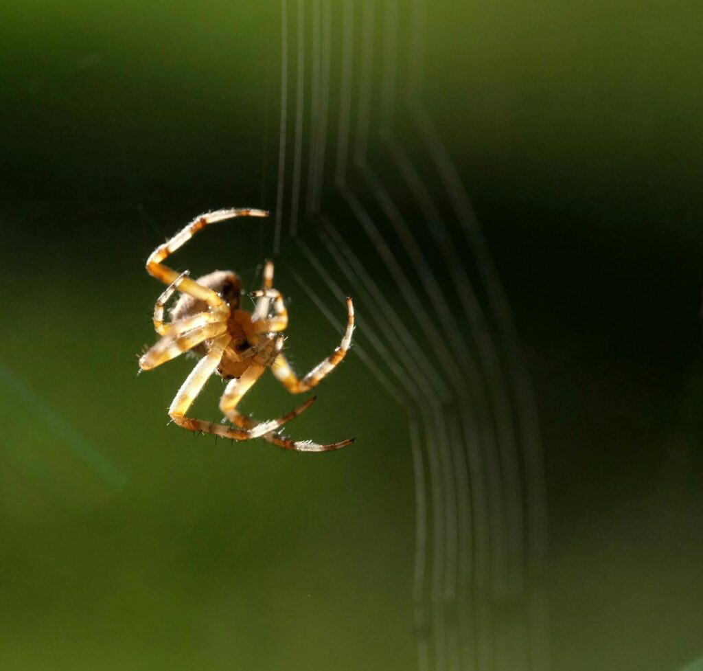 close up shot of spider on web in natural light