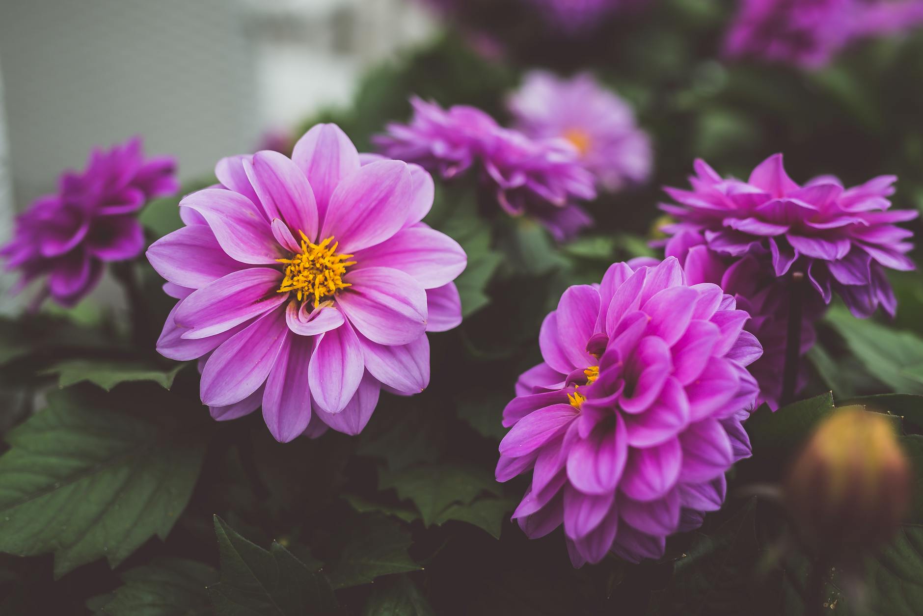 close up photography of purple dahlia flowers