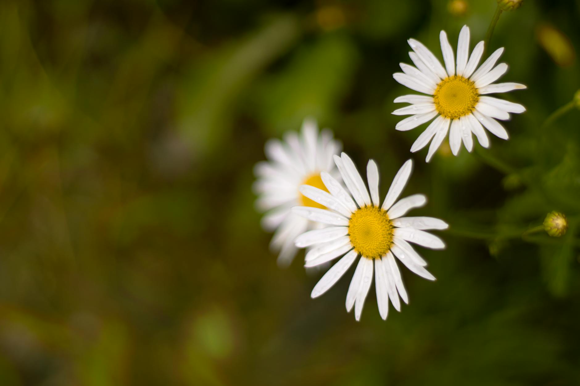 white flowers in close up photography