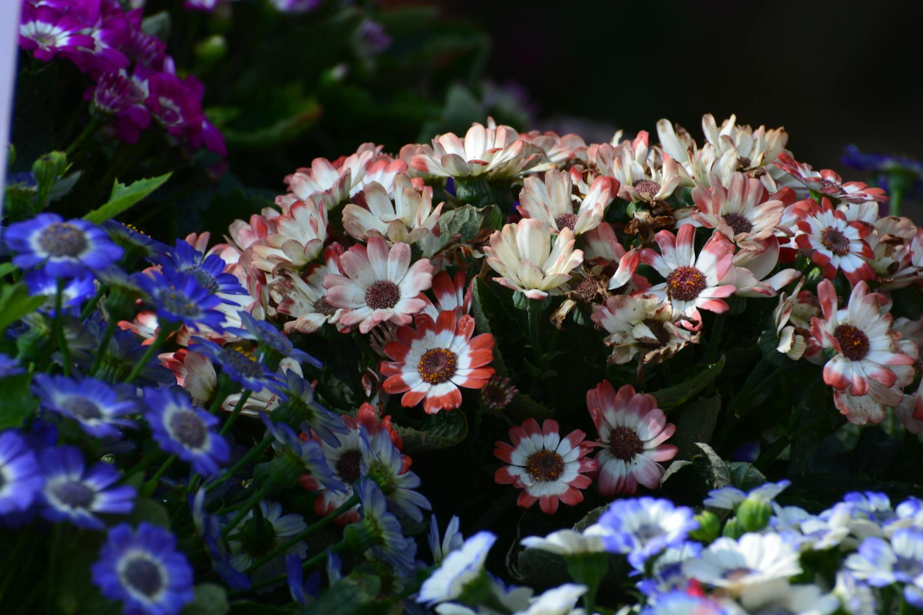 colorful flower arrangement in bloom